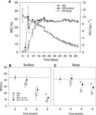 Drying and Rainfall Shape the Structure and Functioning of Nitrifying Microbial Communities in Riverbed Sediments